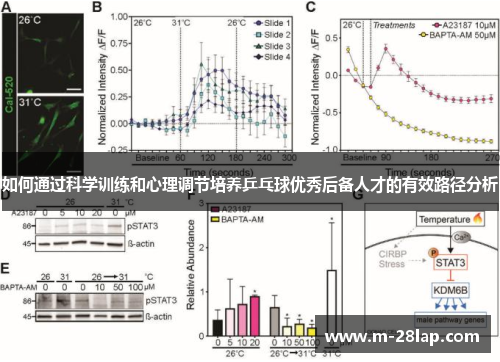 如何通过科学训练和心理调节培养乒乓球优秀后备人才的有效路径分析